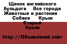 Щенок английского бульдога  - Все города Животные и растения » Собаки   . Крым,Старый Крым